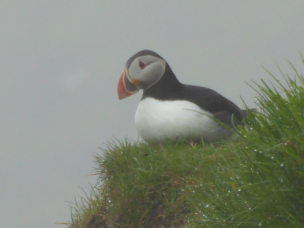 Solo Travel – Wee Dram of Scotland, image size:1024x768