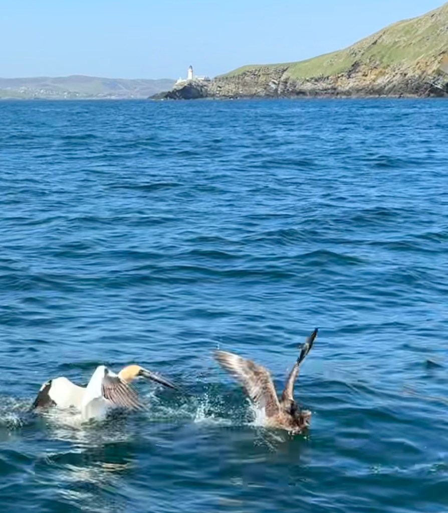 Hiking in UK – Wee Dram of Scotland, image size:894x1024